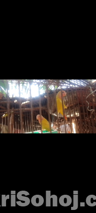 Love bird